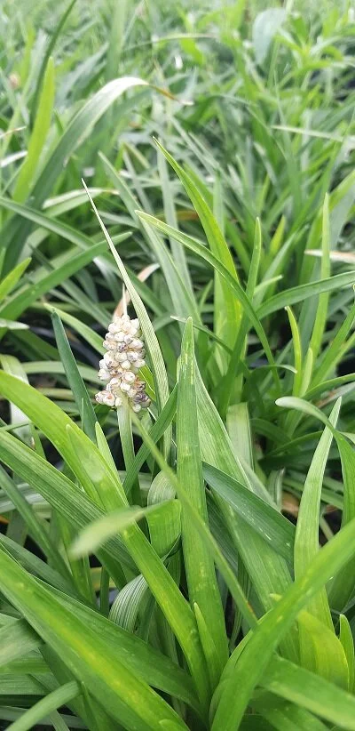 Liriope 'Munroes White'