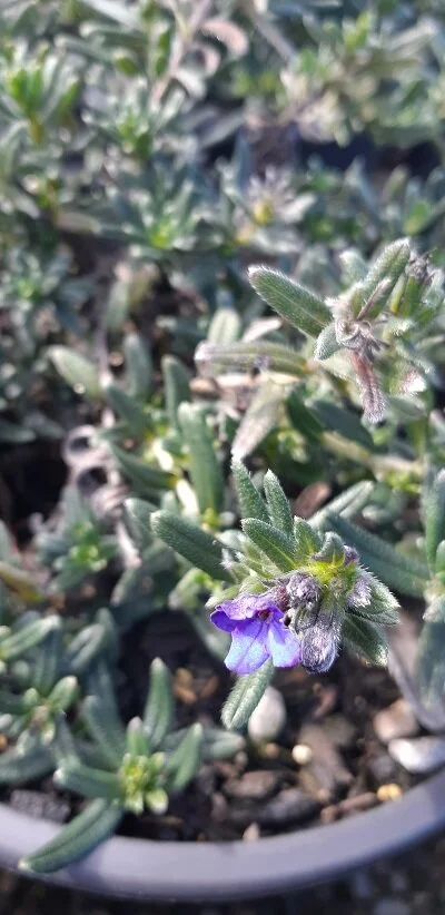 Lithodora 'Grace Ward'