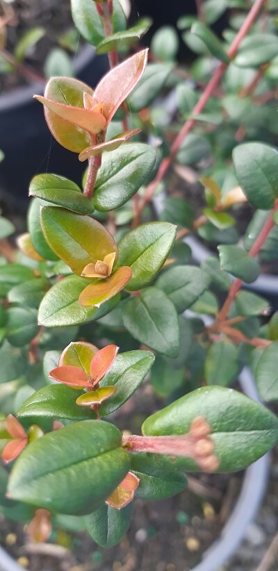 Myrtus ugni