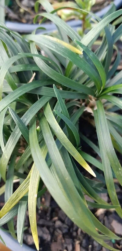 Ophiopogon japonica 'Nana'