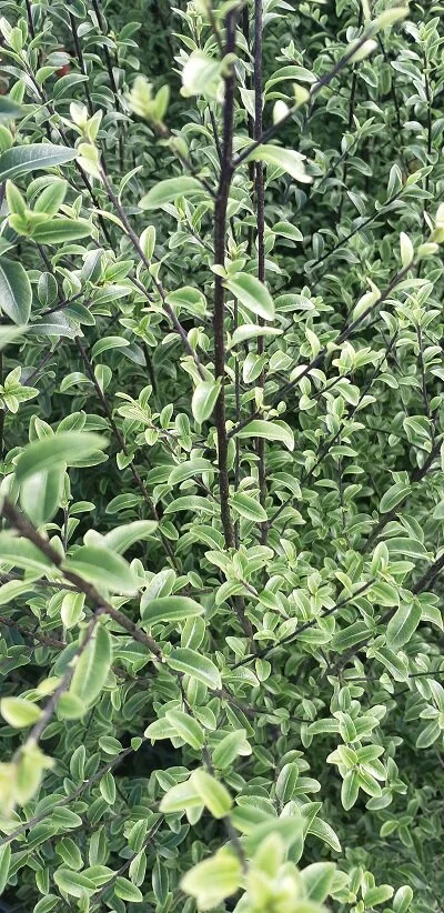 Pittosporum 'Mountain Jade'