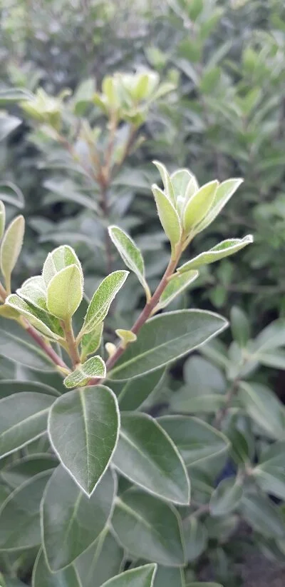 Pittosporum 'Reverend Green'