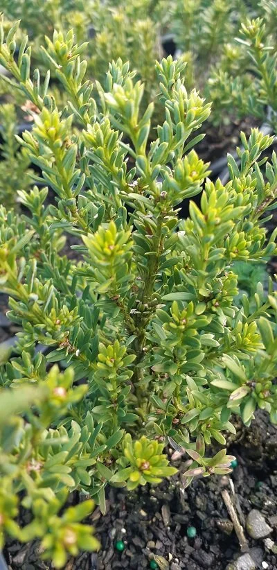 Podocarpus nivalis (Snow Totara)