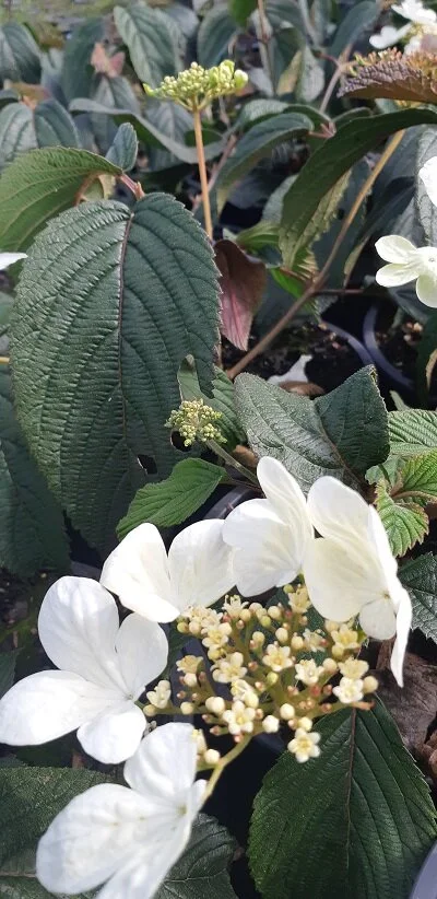 Viburnum pilcatum 'Tomentosa'