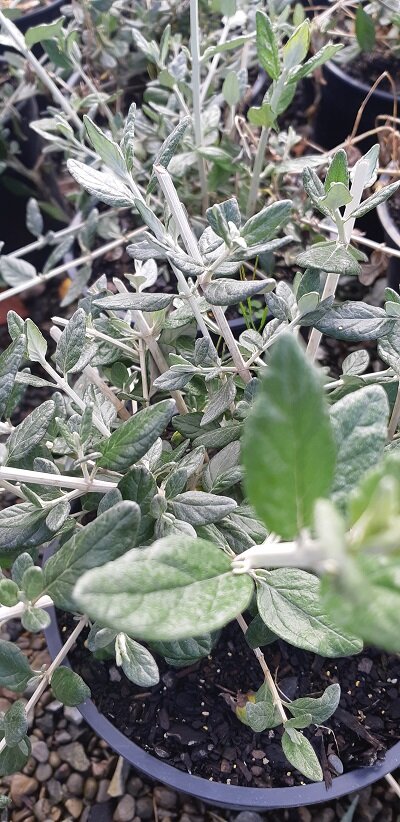 Teucrium fruiticans