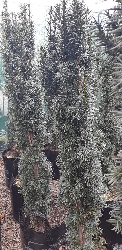 Taxus baccata 'Fastigiata' (Irish Yew)