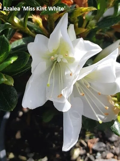 2020-04-16 13.05.15.jpg