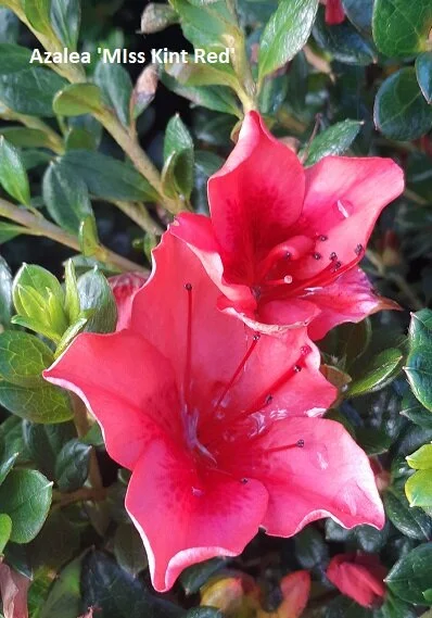 2020-04-16 13.06.31.jpg