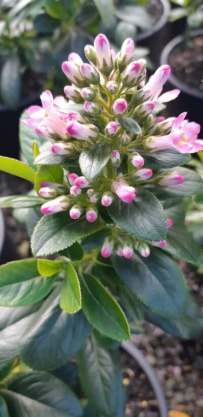 Escallonia 'Pink Elle'