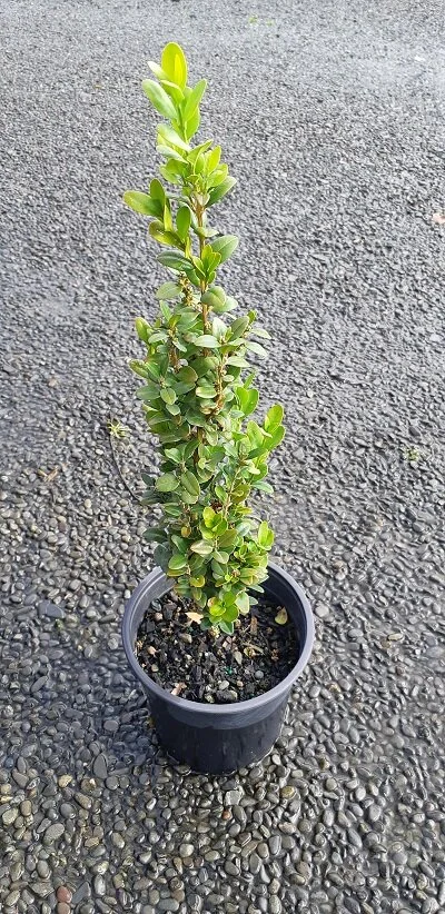 Buxus 'Graham Blandy'