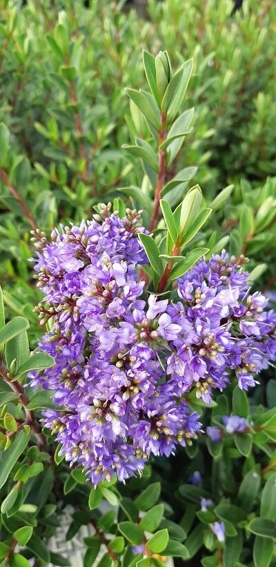 Hebe 'Beverley HIlls'