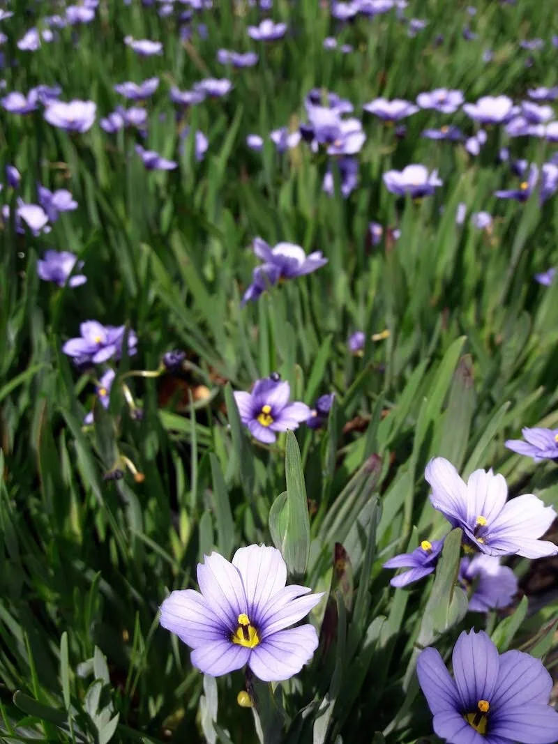 Siyrinchium 'Devon Skies'