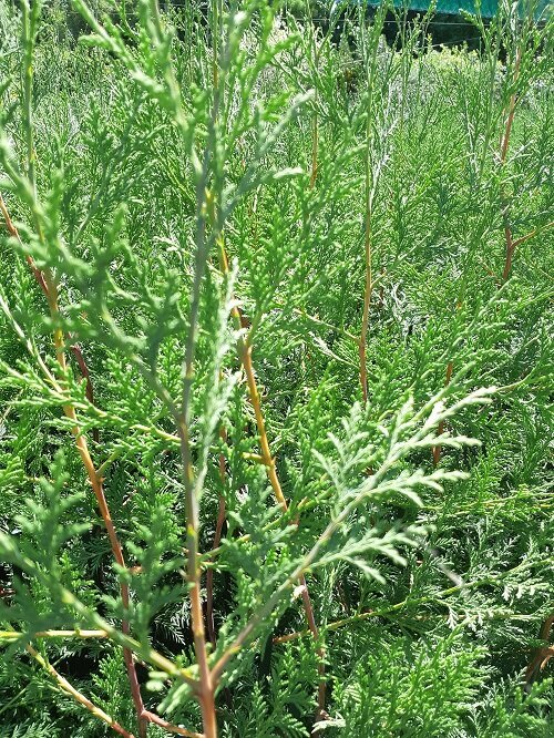 Cupressocyparis Ovensii