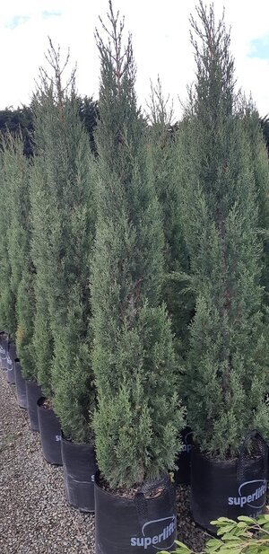 Cupressus Sempervirens 'Stricta' (Italian Cypress)