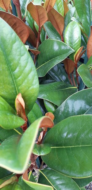 Magnolia grandiflora 'Blanchard'