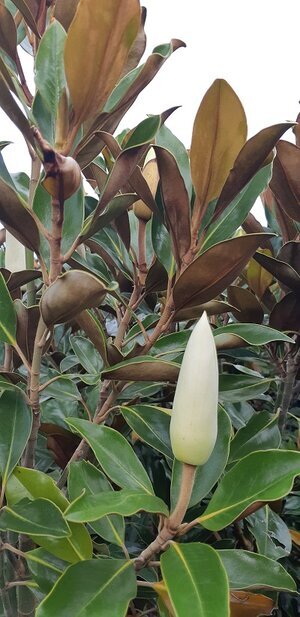 Magnolia 'Little Gem'