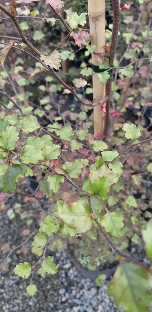 Nothofagus fusca (Red Beech)