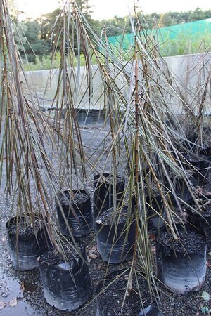 Pseudopanax Crassifolius (Lancewood)