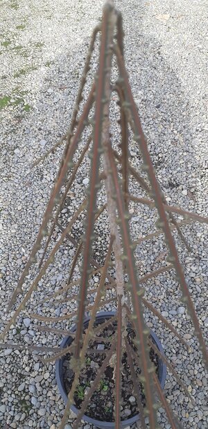 Pseudopanax Ferox (Sawtooth Lancewood)