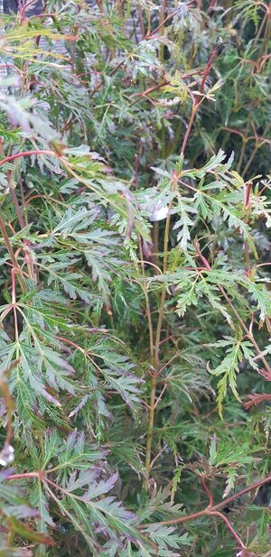 Acer Palmatum 'Seiryu'