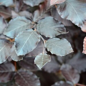 Fagus Sylvatica 'Purpurea' (Copper Beach)