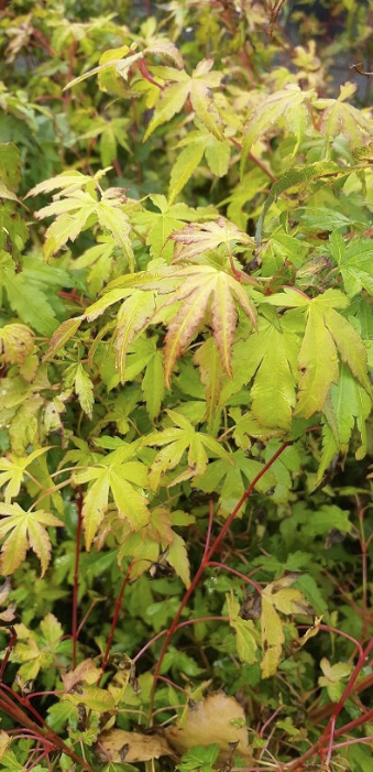 Acer palmatum 'Katsura'