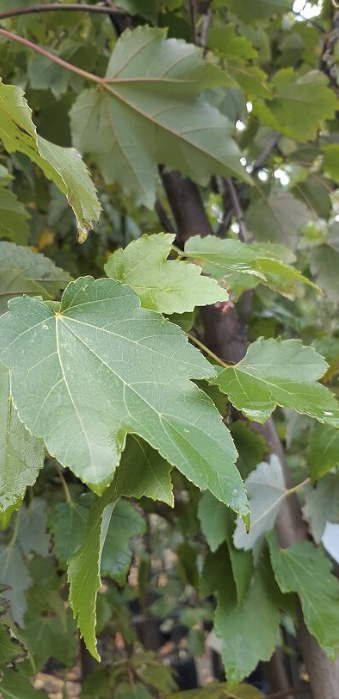 Acer rubrum 'Armstrong'