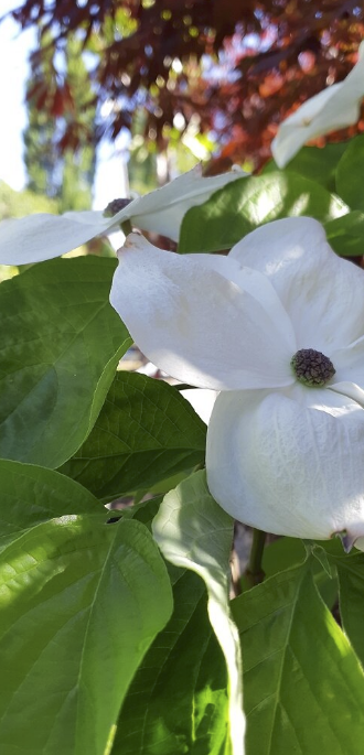 Cornus 'Eddies White Wonder'