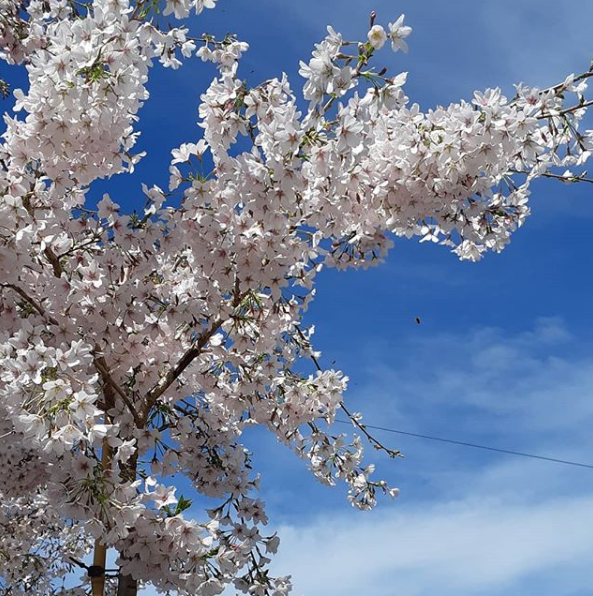 Prunus yedonensis 'Awanui'
