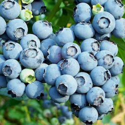 Blueberry 'Tiff Blue'