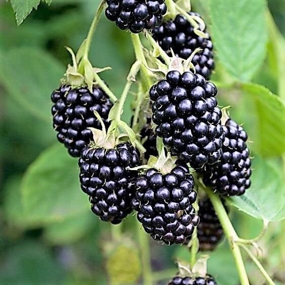 Blackberry 'Black Satin'