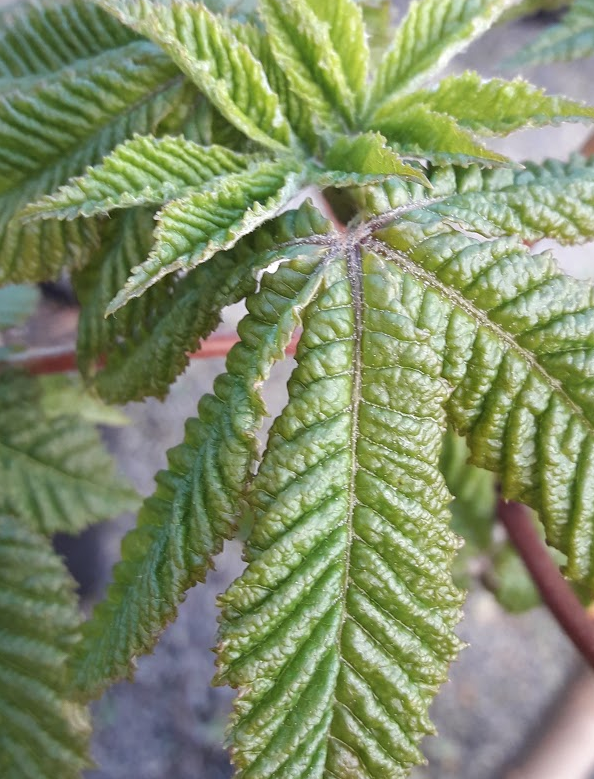 Aesculus carnea 'Briotti' (Red Horse Chestnut)