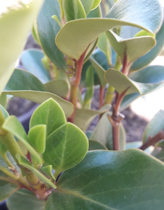 Griselinia 'Canterbury'