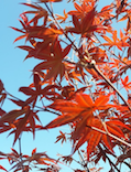 Acer Red Emperor