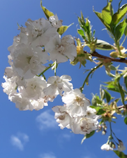 Prunus 'Shirotae' (Mount Fuji)