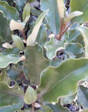 Olearia paniculata 'Kaikoura'