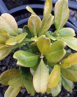 Buxus harlandii 'Richard'