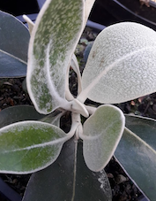 Pachystegia insignis (Marlborough Daisy)