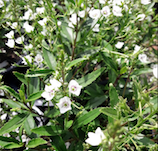 Parahebe 'Avalanche'