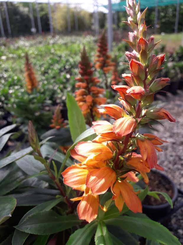 Isoplexis canariensis (The Bellbird Plant)