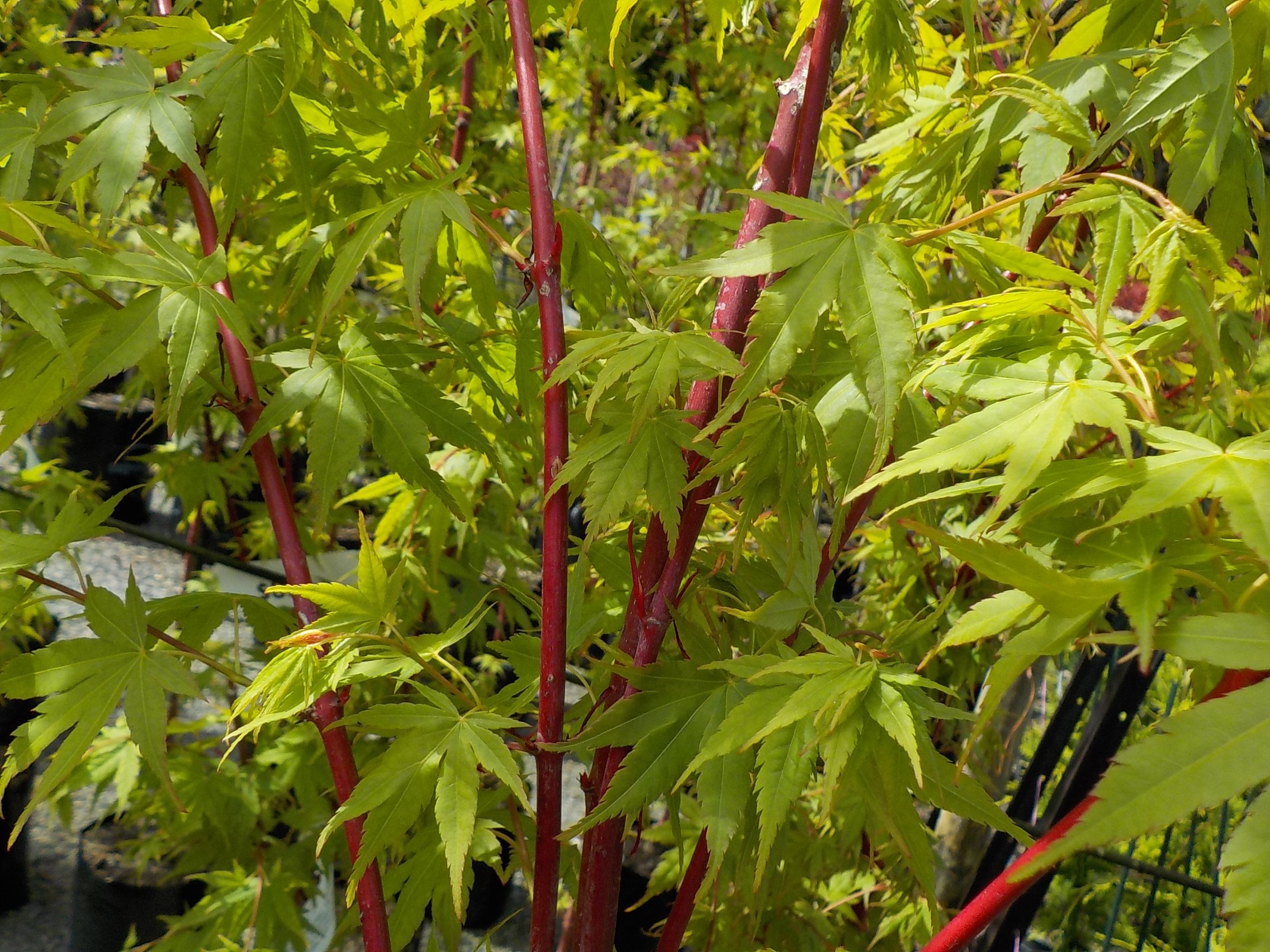Coral Bark Maple. Lovely green foliage turns butter-gold before leaf fall, revealing the absolutely brilliant coral-red stems which then become a winter feature in themselves.