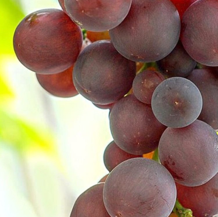 grape Candice seedless