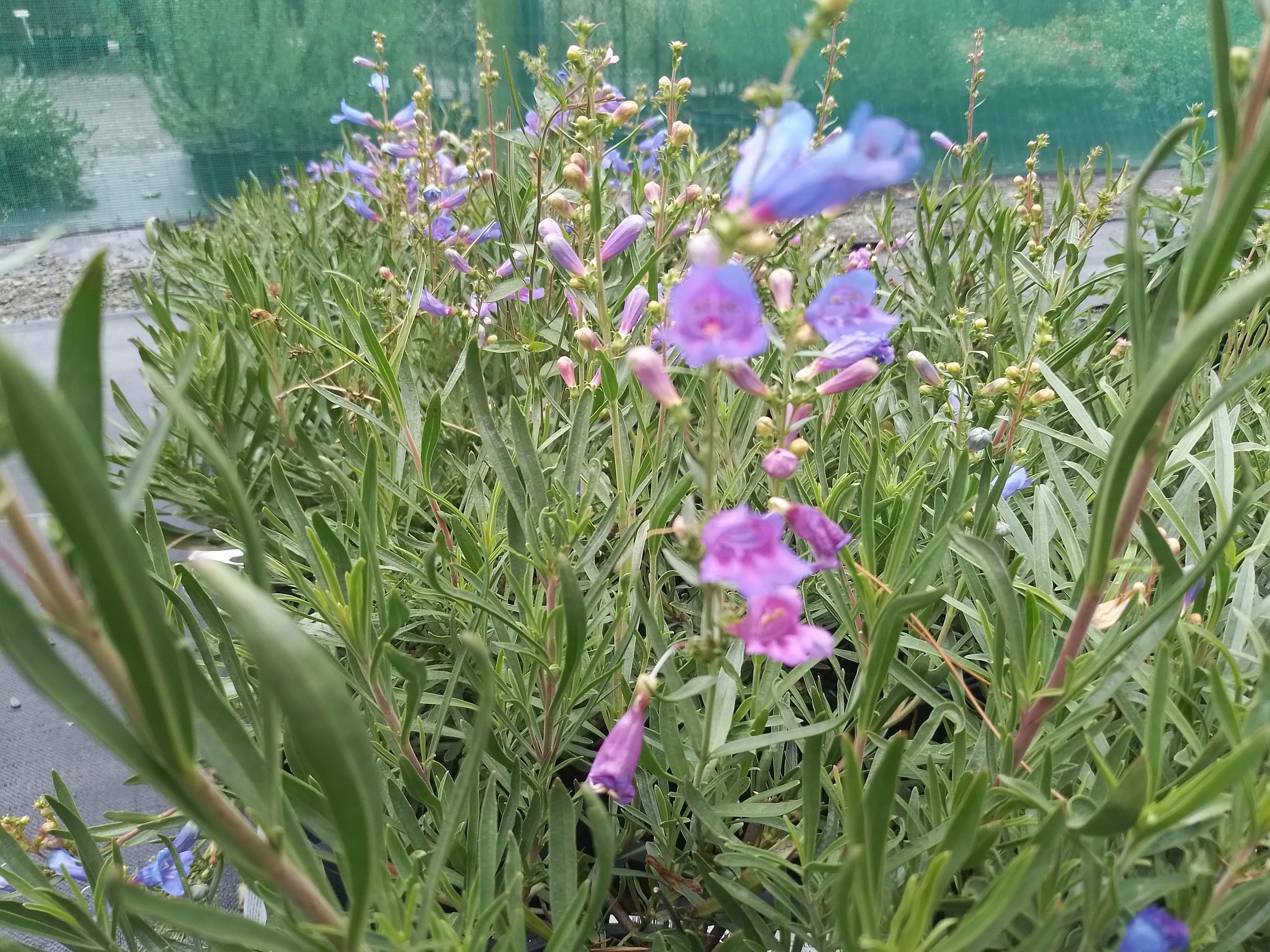 Penstemon 'Electric Blue'
