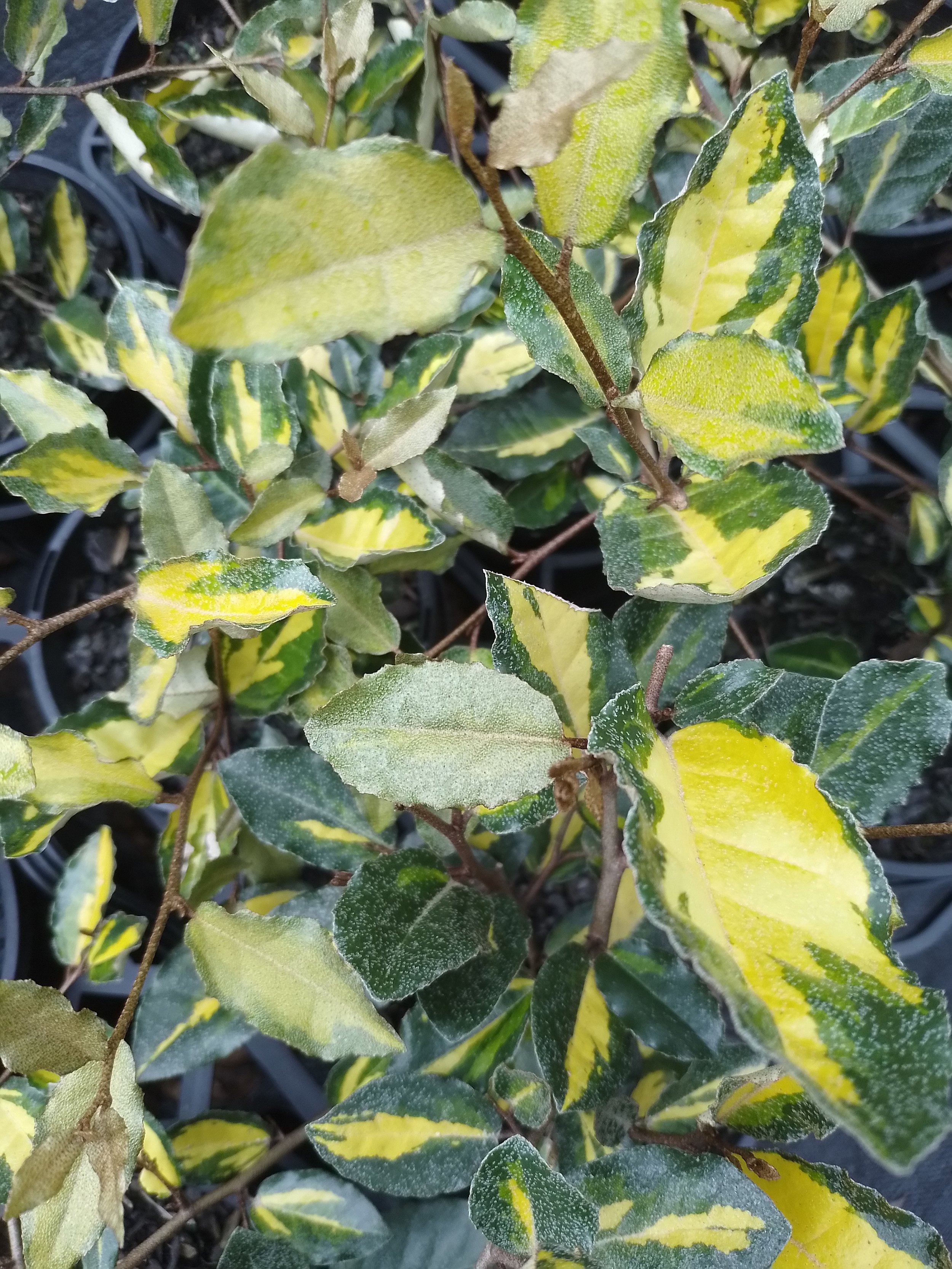 Elaeagnus maculata