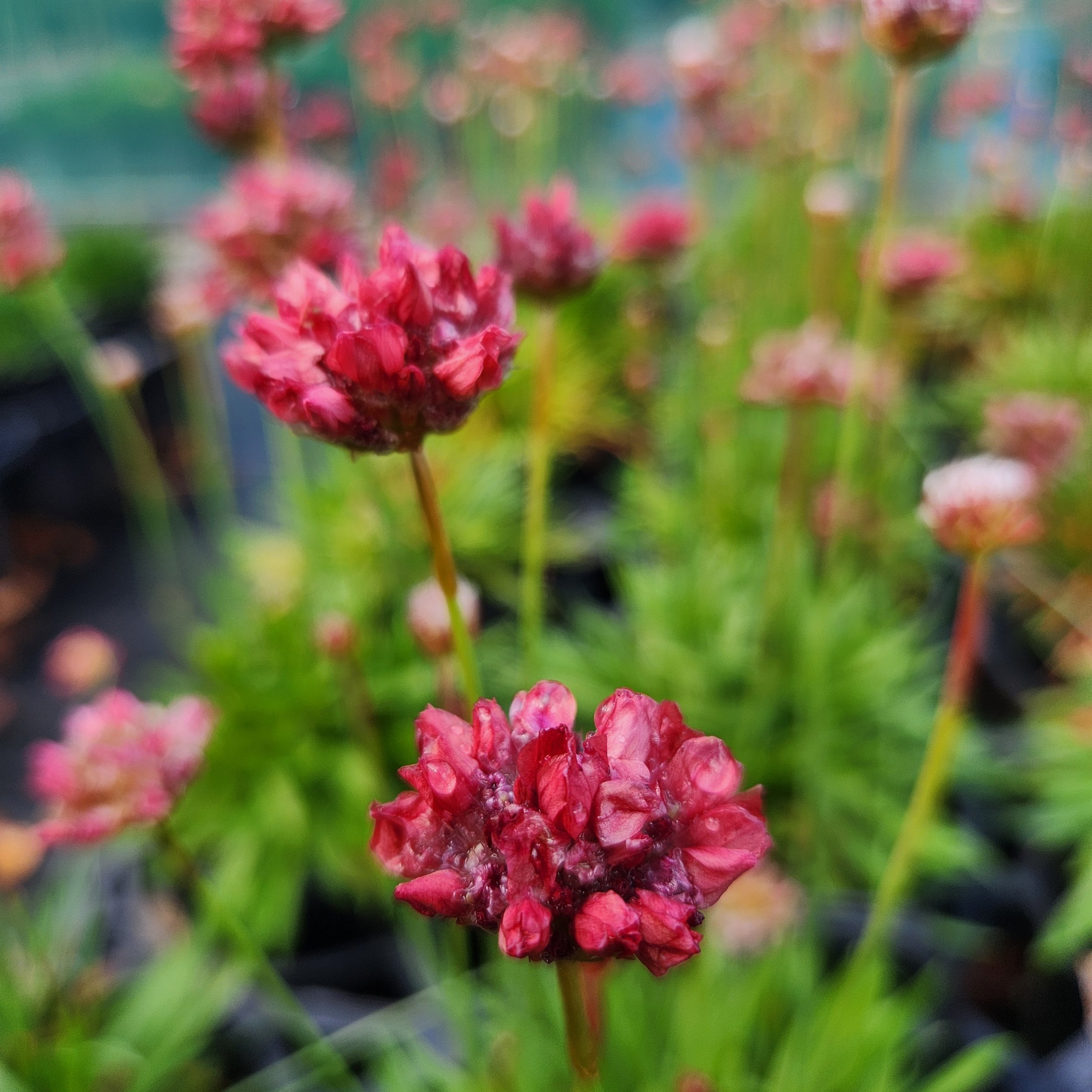 Armeria 'Ballerina Red'