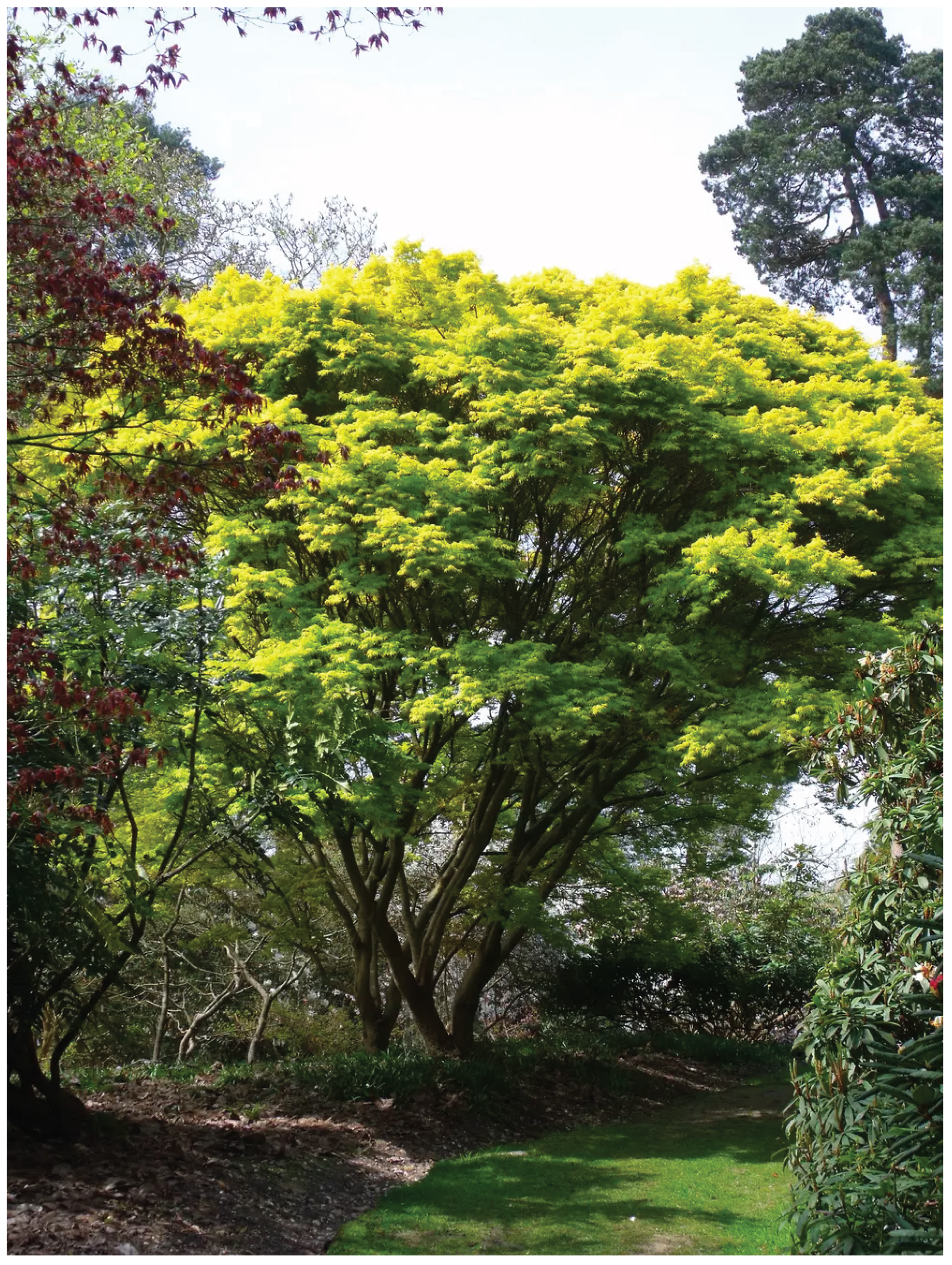 Acer 'Katsura'