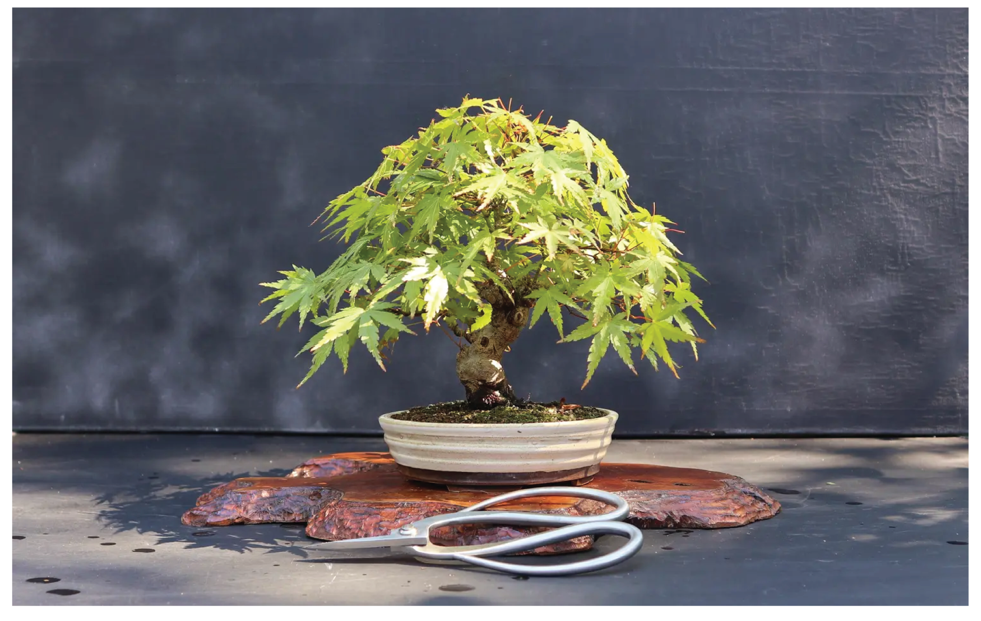 acer katsura bonsai-01.png