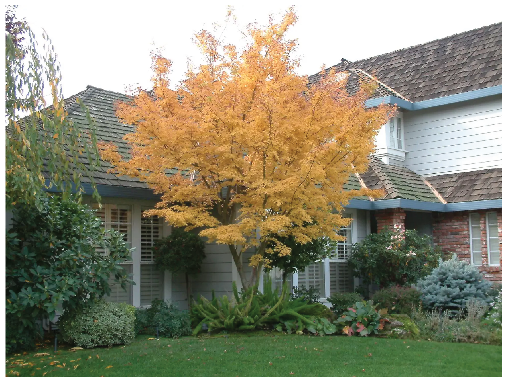 acer katsura 2-01.png
