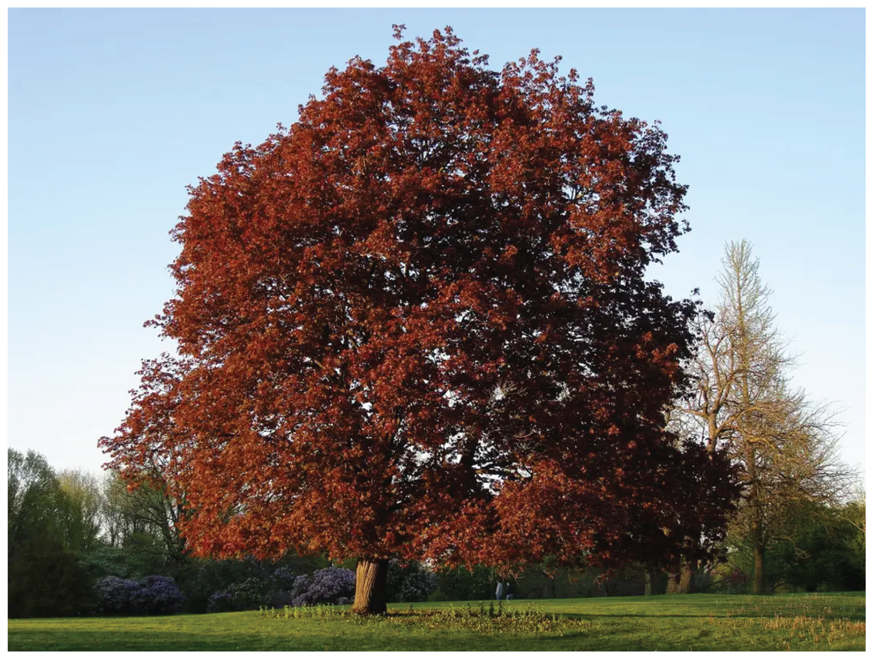 acer platanoides nigrum-01.png