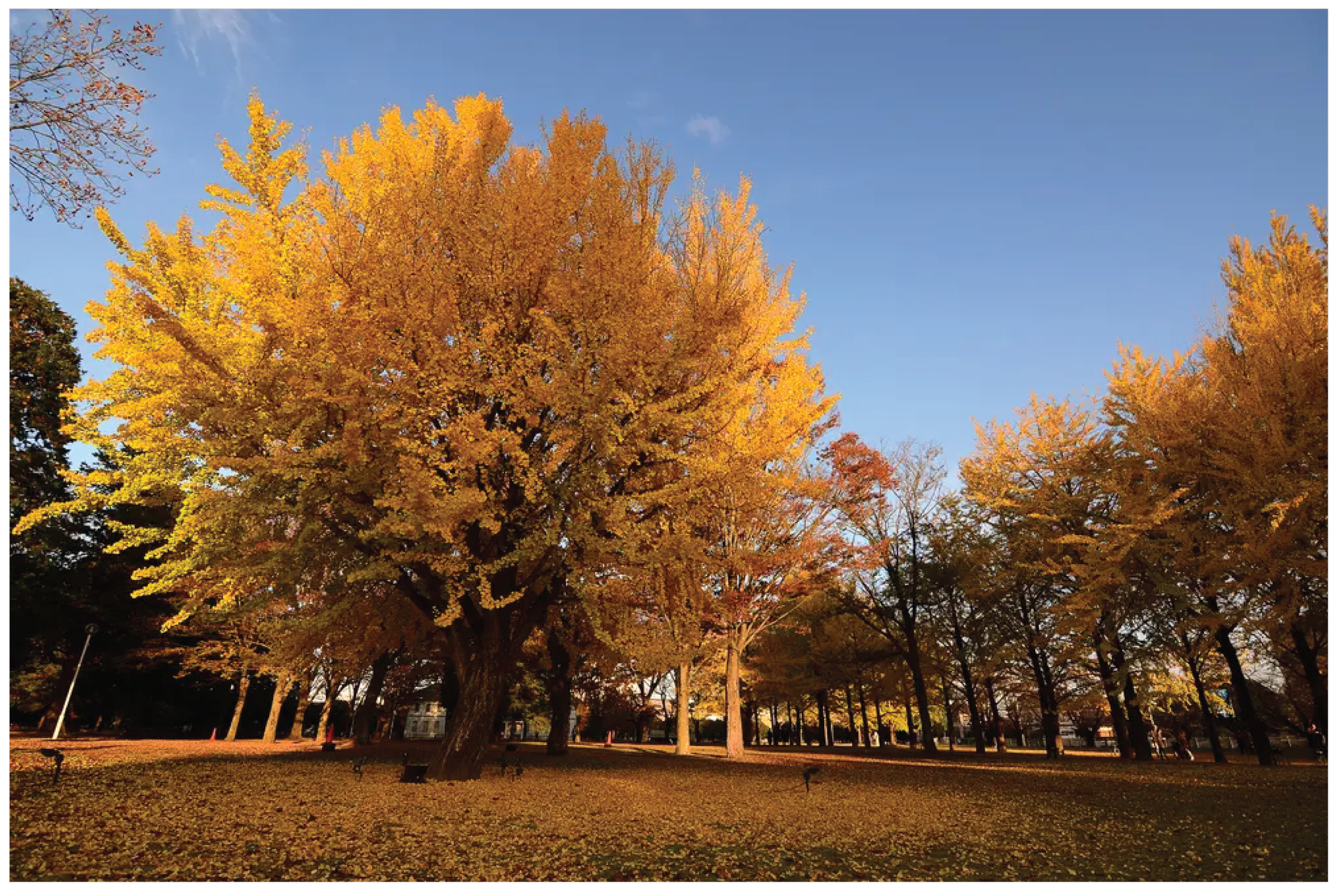 gingko bilboba-01.png